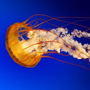 Meet your Posher, Wensheng